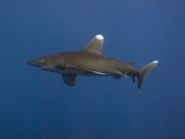 Oceanic whitetip köpekbalığı