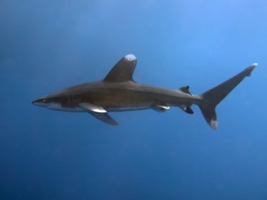 Oceanic whitetip köpekbalığı