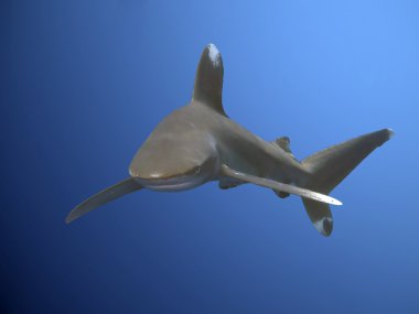 Oceanic whitetip köpekbalığı