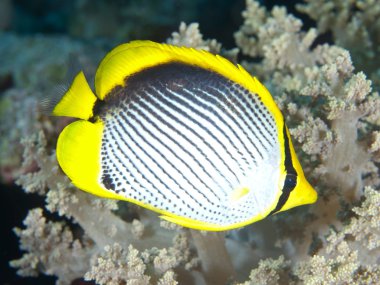 Blackbacked butterflyfish