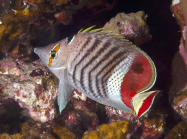 taç butterflyfish