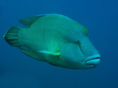 Napoleon Wrasse