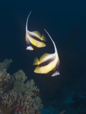 Kizildeniz bannerfish