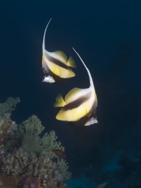 Redsea bannerfish clipart