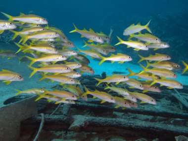 Yellowfin goatfish clipart