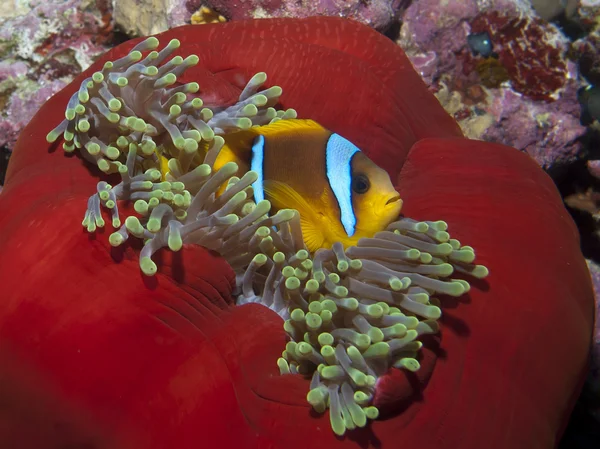 Pez anémona del mar Rojo —  Fotos de Stock