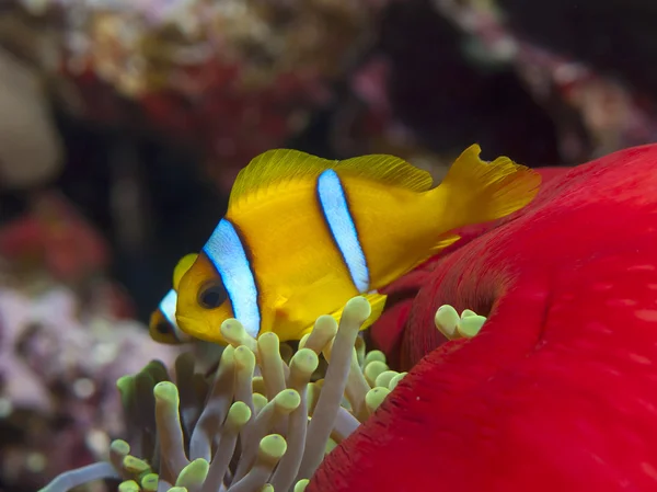 홍 해 anemonefish — 스톡 사진