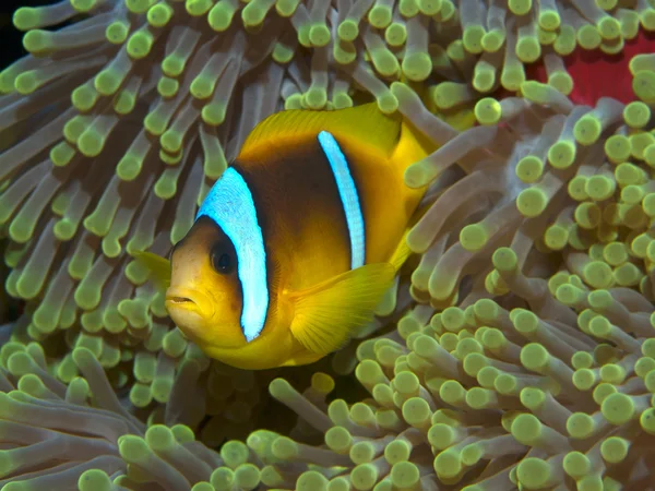 홍 해 anemonefish — 스톡 사진