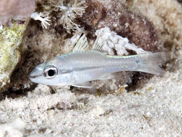 아이섀도우 cardinalfish — стокове фото