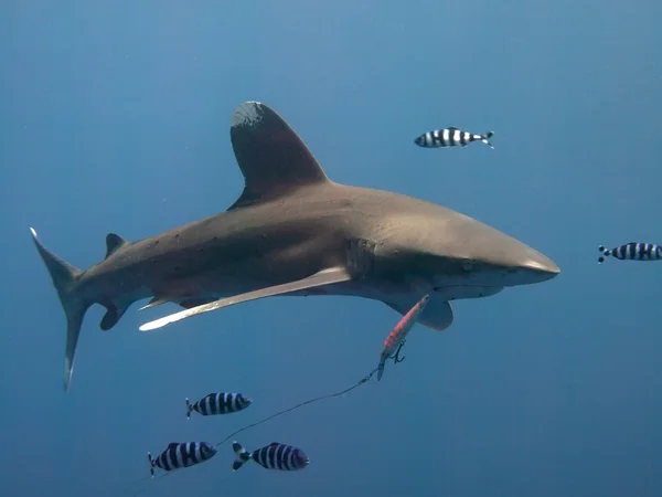Oceanic whitetip shark — Stock Photo, Image