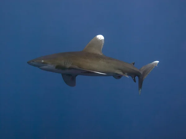 Oceanic whitetip shark — Stock Photo, Image