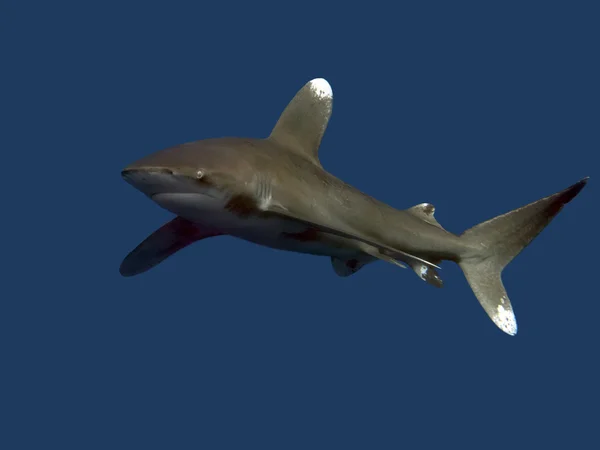 Oceanic whitetip shark — Stock Photo, Image