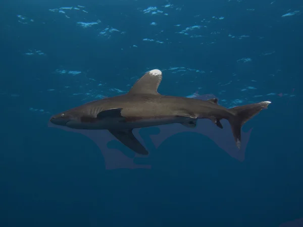 Žralok dlouhoploutvý — Stock fotografie