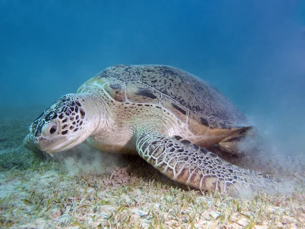 Green turtle — Stock Photo, Image