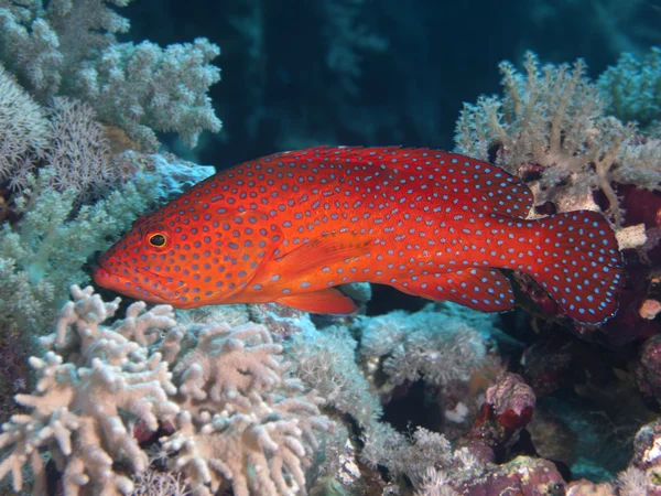 Coral detrás — Foto de Stock