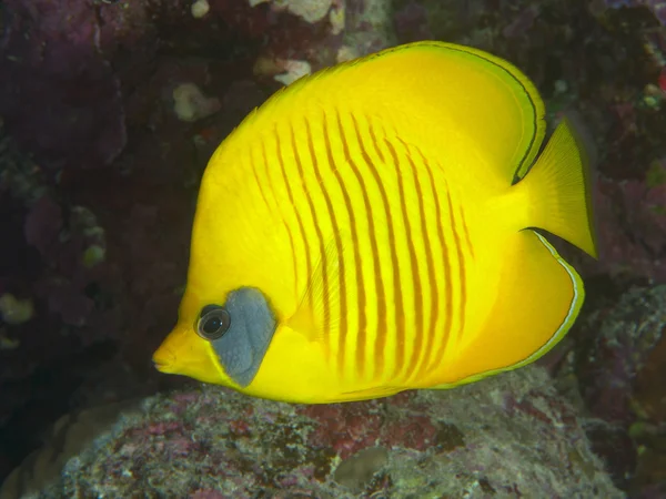 Orangeface butterflyfish — Stock Photo, Image
