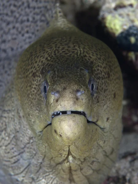 Moray gigante — Fotografia de Stock