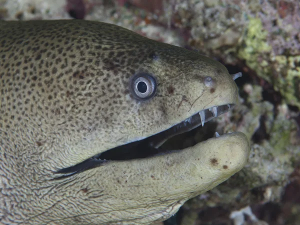 Jätte moray — Stockfoto