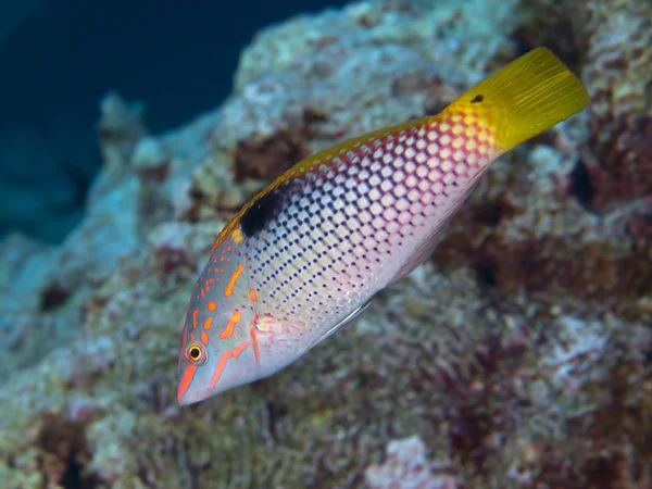 Chequerboard wrasse — Stock Photo, Image