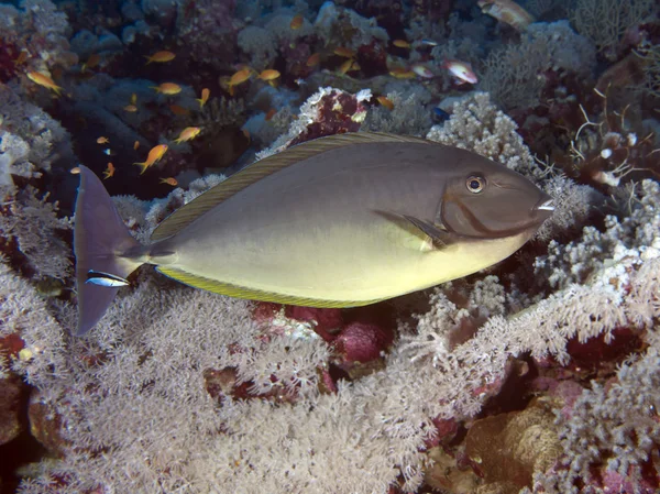 Schlanke Einhorn-Fische — Stockfoto