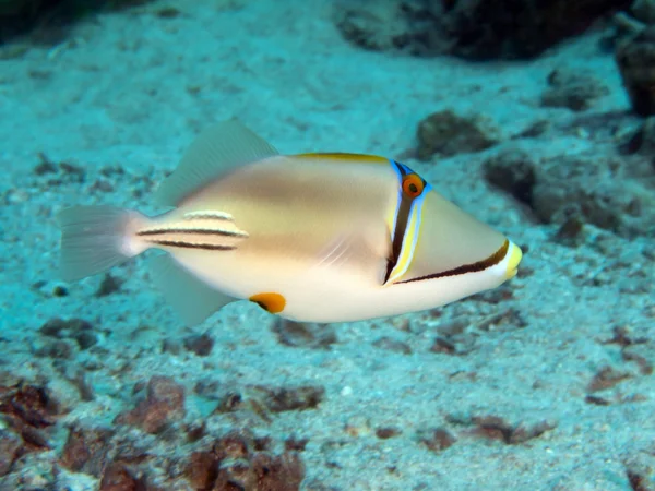 Picassofish — Stok fotoğraf