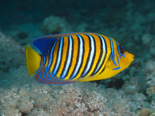 Königlicher Kaiserfisch — Stockfoto