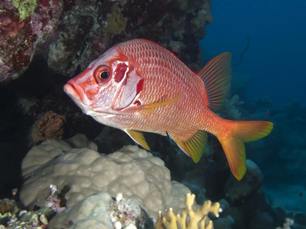 Longjawed squirrefish — 图库照片