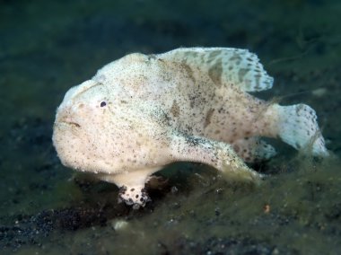Frogfish