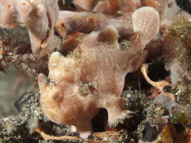 boyalı frogfish