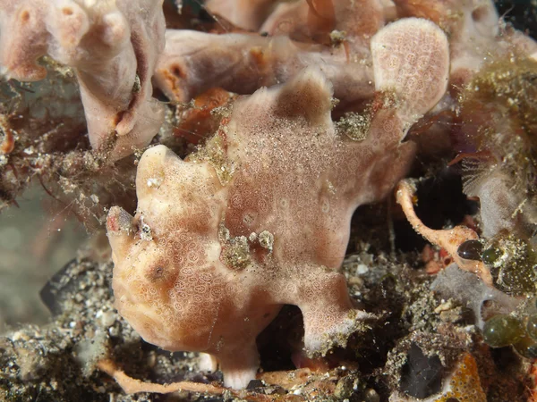 Boyalı frogfish — Stok fotoğraf