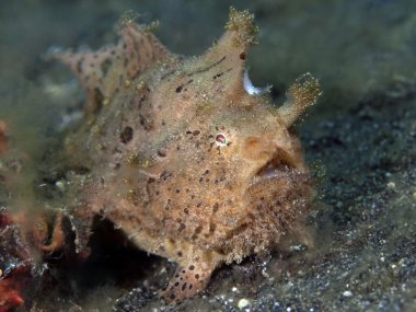 kıllı frogfish