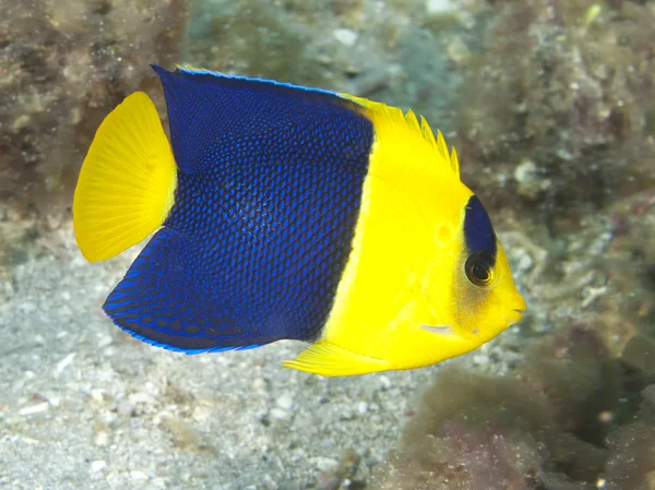 Bicolor angelfish — Stockfoto