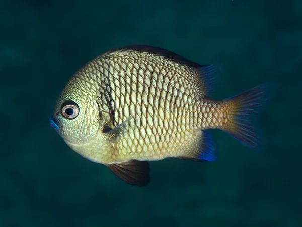 retiküle dascyllus
