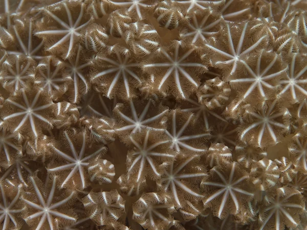 Coral Pulsating xenid — Stock Photo, Image