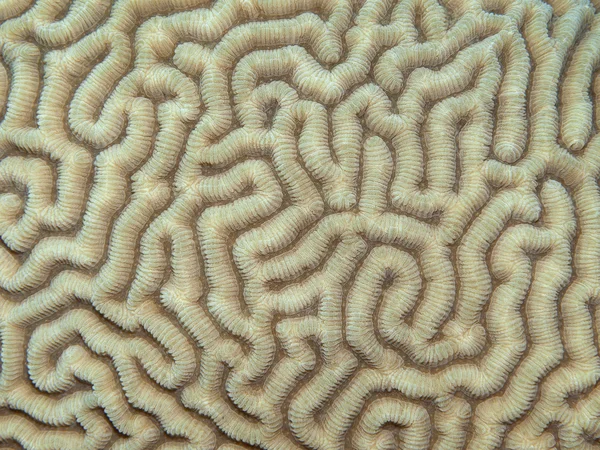 Coral texture — Stock Photo, Image