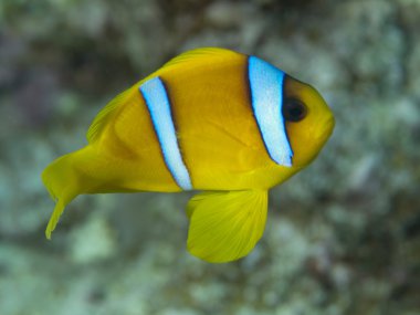 Kızıl Deniz anemonefish