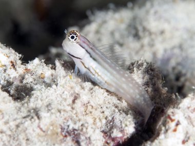 dentex blenny