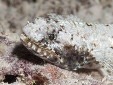 zayıf lizardfish
