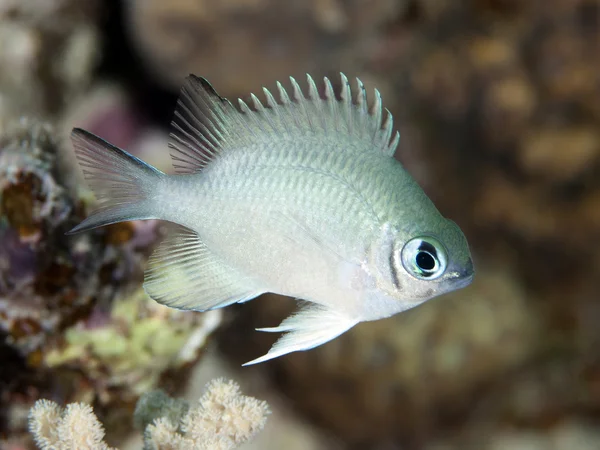 Bleke damselfish — Stockfoto