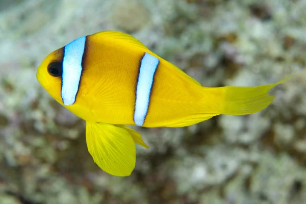 Röda havet anemonefish — Stockfoto