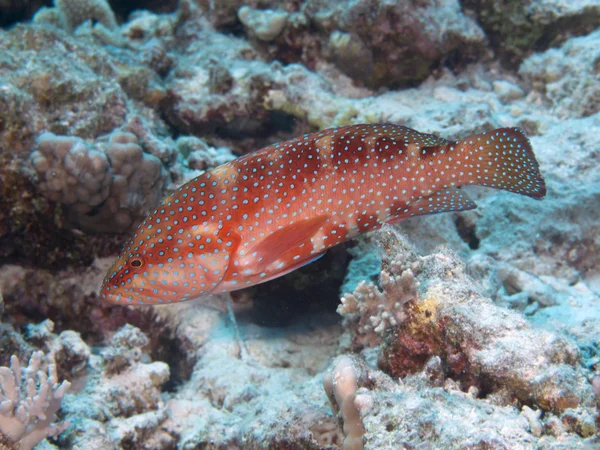 Koral tylnych — Zdjęcie stockowe