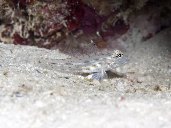 Společné písek goby — Stock fotografie