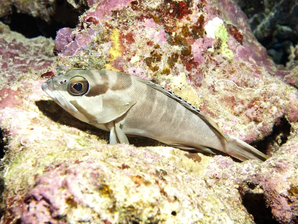 Cernia punta nera — Foto Stock