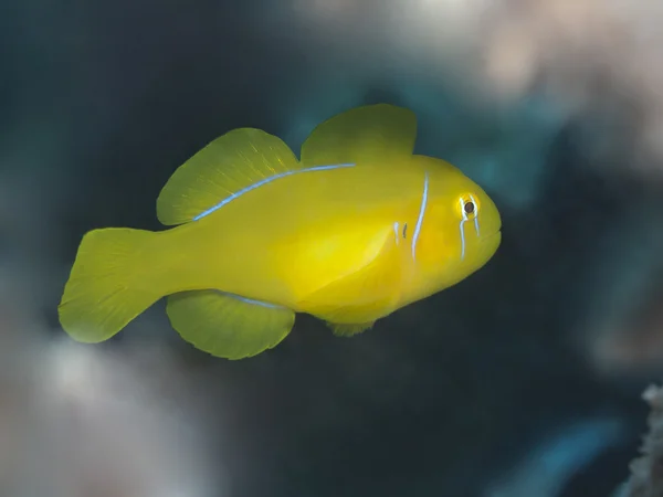 Citron coral goby — Stock Photo, Image