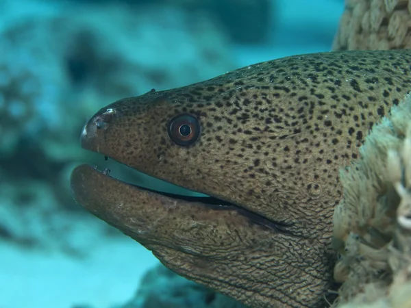 巨型海鳗 — 图库照片