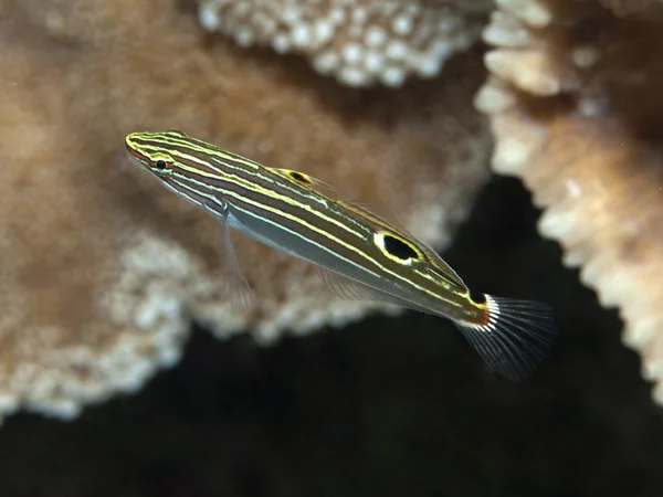 Hektargrundel — Stockfoto