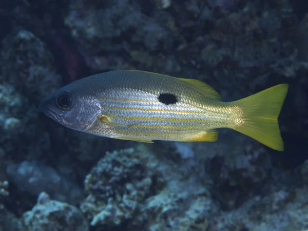 Ehrenbergs snapper — Stockfoto