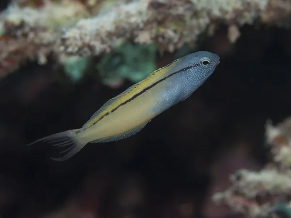 Рядки fangblenny — стокове фото