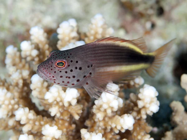 Blackside hawkfish — Stock Photo, Image