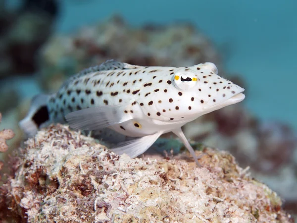 Fläckig sandperch — Stockfoto